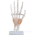 Life-size Hand Joint with Ligaments